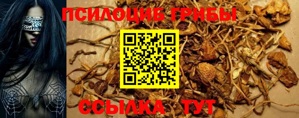 Галлюциногенные грибы Psilocybe  закладка  Балахна  Вход с VPN 